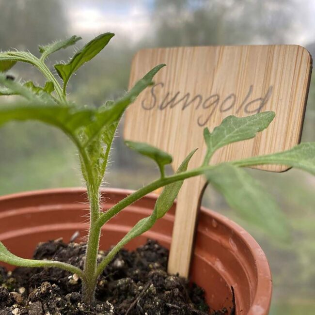TILDENET BAMBOO T LABELS