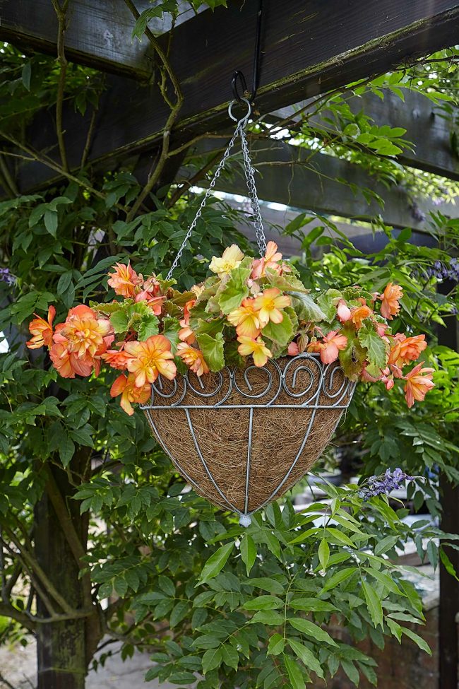 TOM CHAMBERS HANGING BASKET SCROLLED CONE 30CM