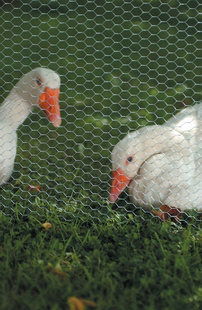 TREADSTONE GALVANISED WIRE NETTING 60cm X 10m