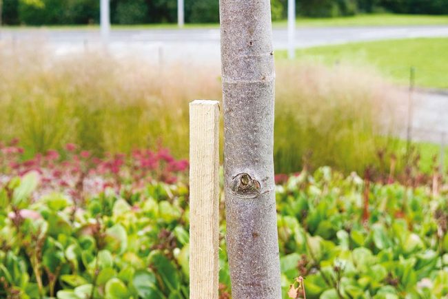 TREADSTONE TREE STAKE 2.1MX40MM SQ