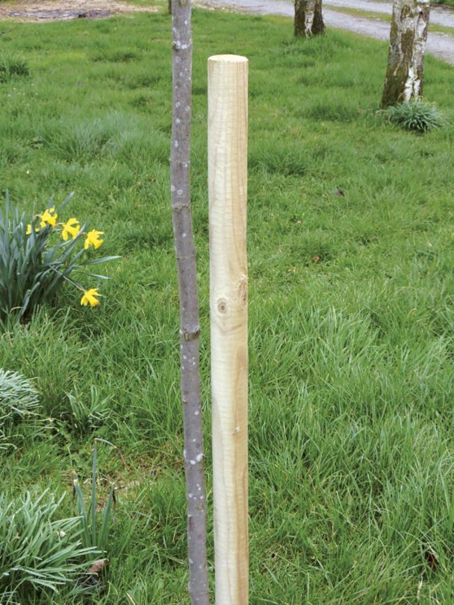 TREADSTONE TREE STAKE 2.4MX50MM RND