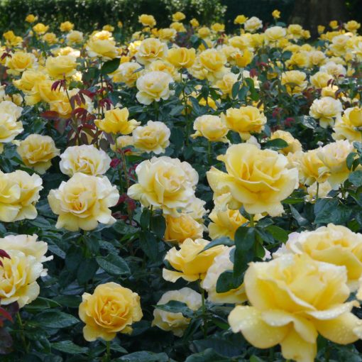 The Golden Anniversary Rose