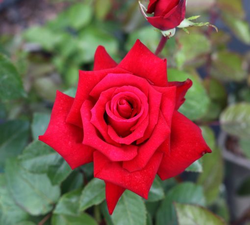 Thinking of You Rose