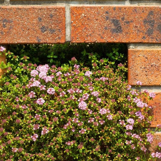 Thymus serpyllum [Creeping Red Thyme]