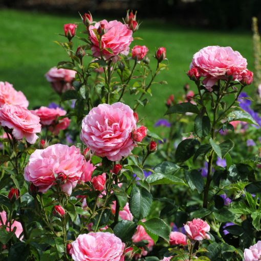 Tickled Pink Rose