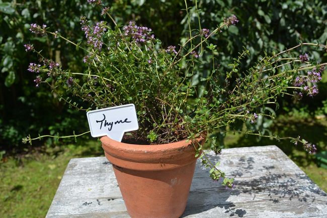 TILDENET WHITE T LABELS - Image 2