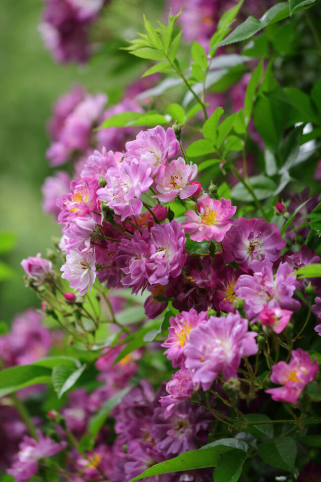 Veilchenblau Rose - Image 2