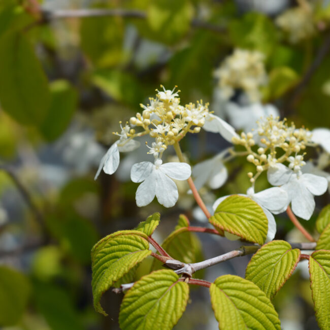 Viburnum plicatum 'Kilimanjaro Sunrise'