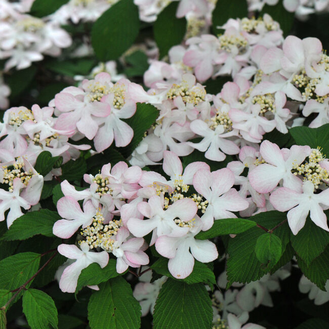 Viburnum plicatum 'Pink Beauty'