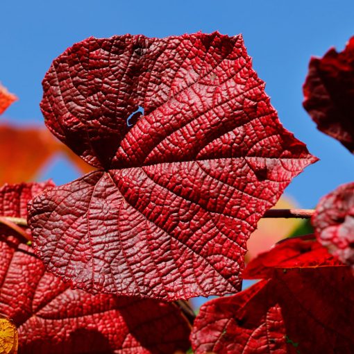 Vitis coignetiae