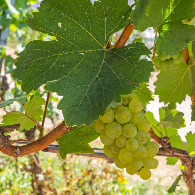 Vitis vinifera 'Bacchus' [Grape Vine]
