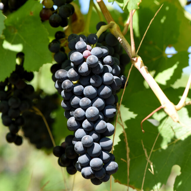 Vitis vinifera 'Dornfelder' [Grape Vine]