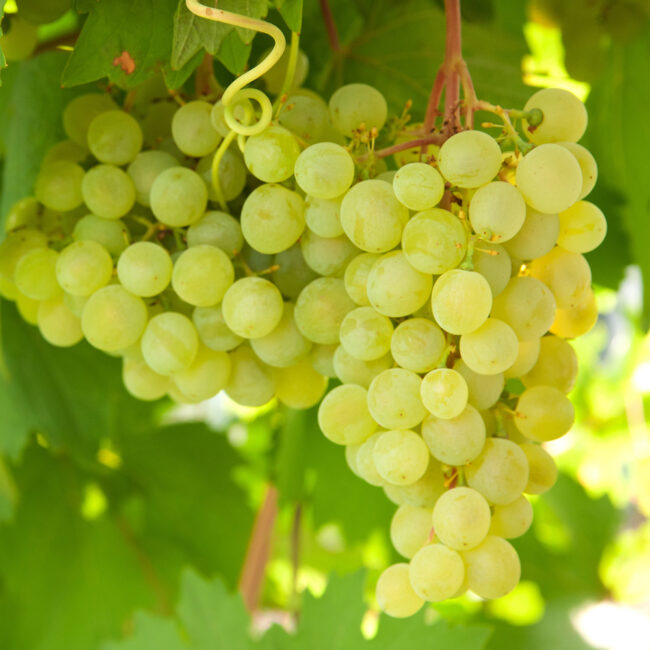 Vitis vinifera 'Phoenix' [Grape Vine]