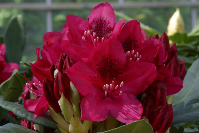 Rhododendron 'Nova Zembla' - Image 2