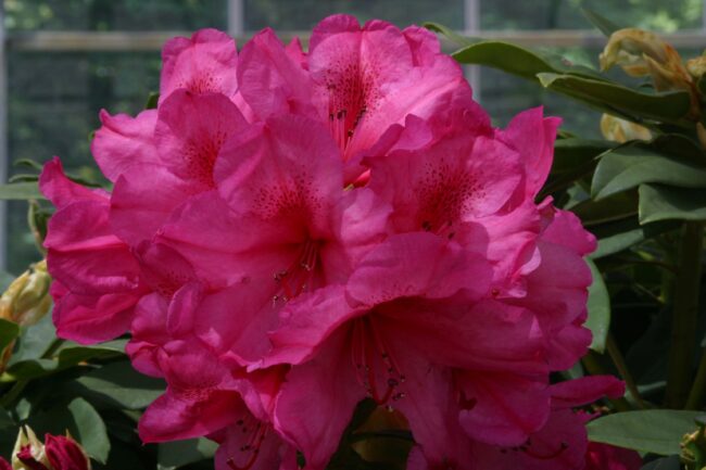 Rhododendron 'Van' - Image 2