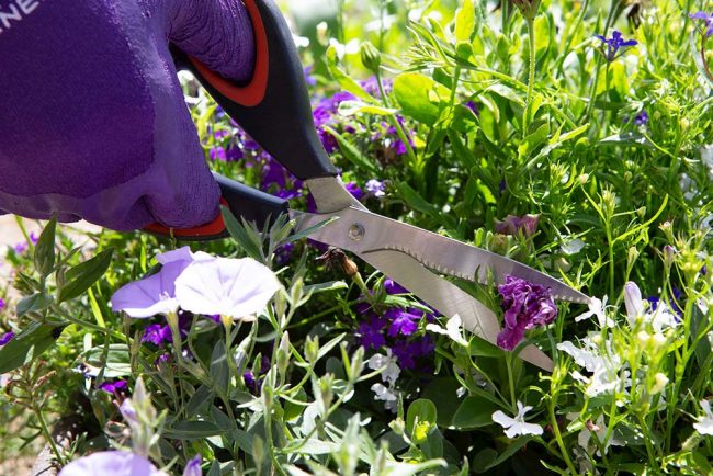 WILKINSON GARDEN COMFORT SCISSOR - Image 2