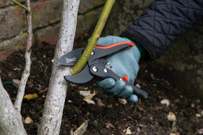 WILKINSON RACHET PRUNER - Image 3