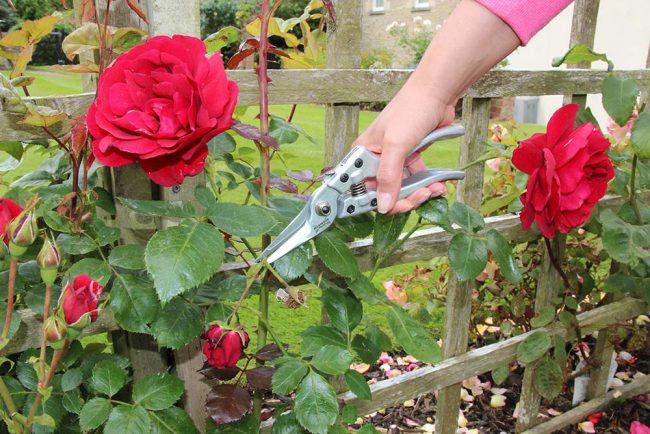 WILKINSON RAZORCUT COMFORT SNIPS - Image 2