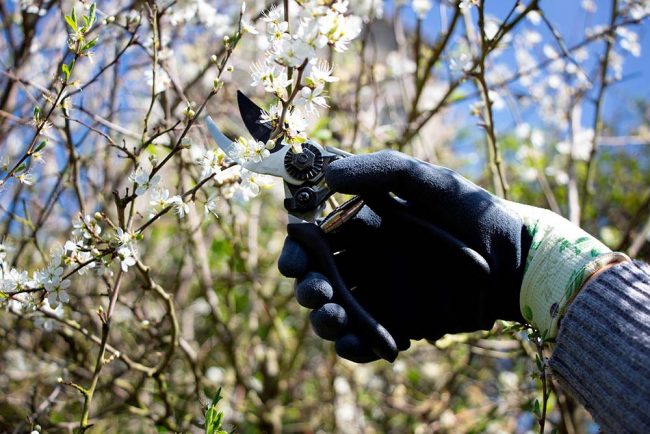 WILKINSON ULTRA LIGHT BYPASS PRUNER - Image 4