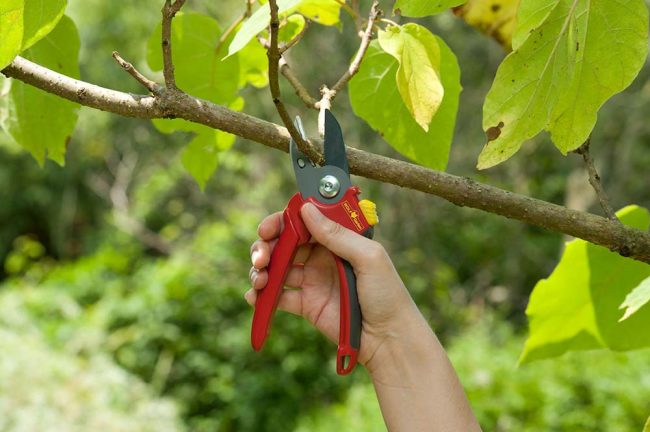 WOLF COMFORT PLUS ANVIL SECATEURS - Image 2