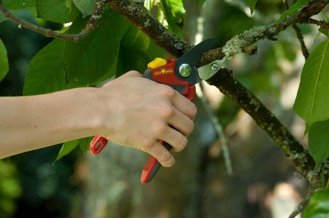 WOLF PREMIUM PLUS ANVIL SECATEURS - Image 3