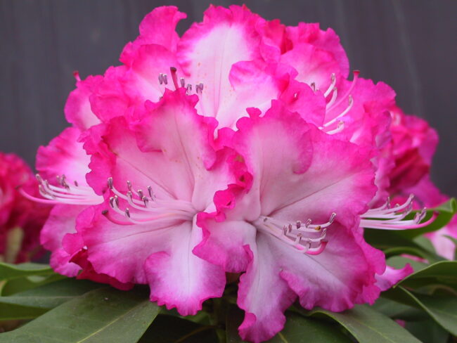 Rhododendron 'XXL'